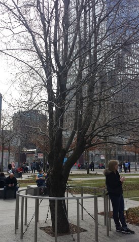 The Survivor Tree