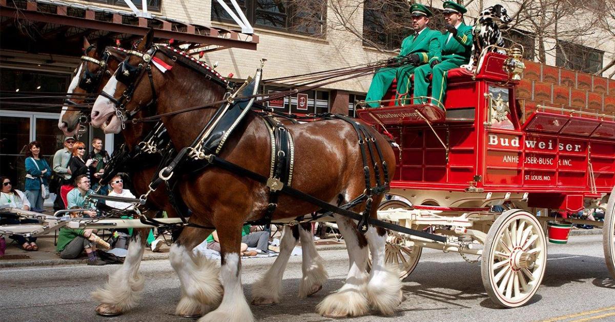 Budweiser Clydesdales reportedly coming to Clemson