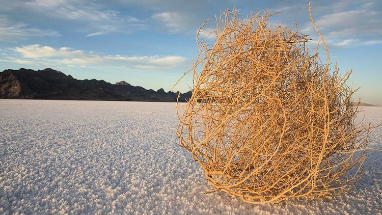 Dabo Swinney talks about seeing his first tumbleweed