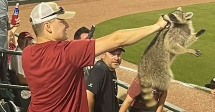 WATCH: Arkansas fan holds up raccoon after catching it in stands during baseball  game | TigerNet
